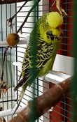 Albert