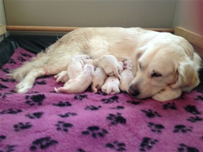 Annie med sina nyfödda valpar